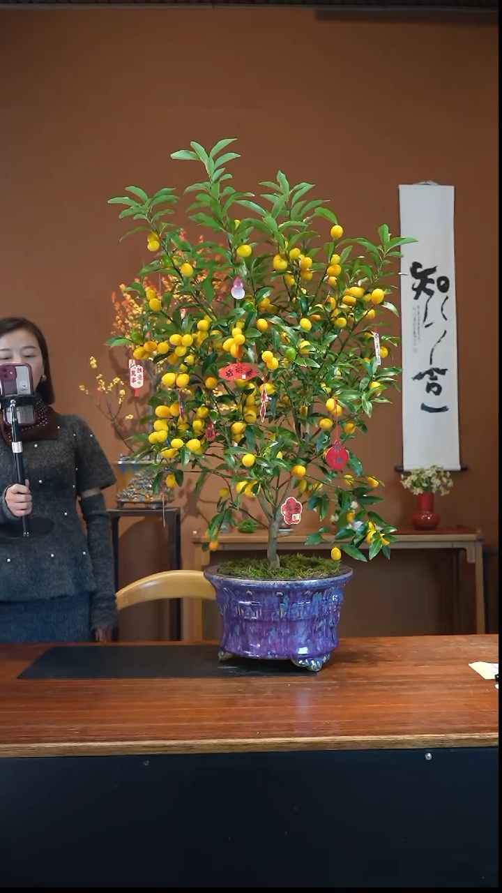 全部花朵脆皮金枣盆景盆景盆景