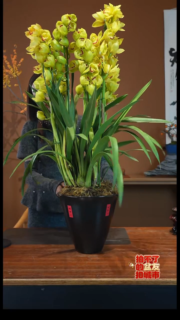 全部花朵黄金岁月直兰盆景盆景