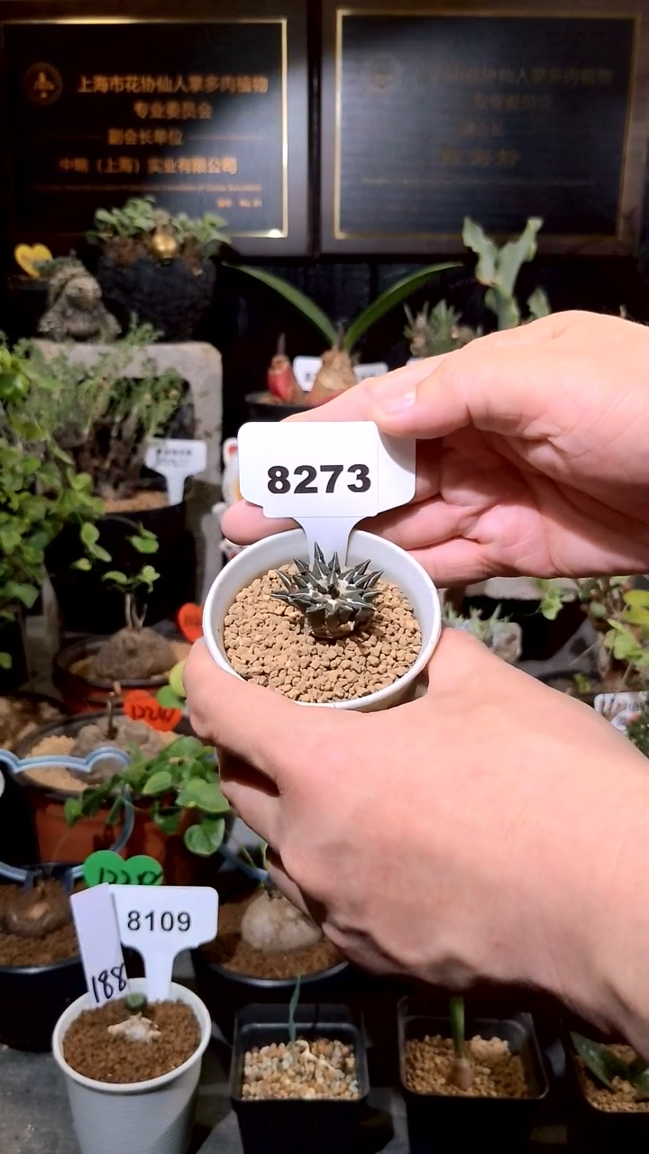 8273号1224福利植物象足黑牡丹