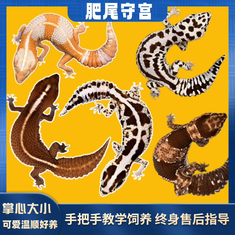 肥尾守宫蜥蜴稀罕懒人养的宠物桌面罕见原色奶牛奥利奥爬宠小型好