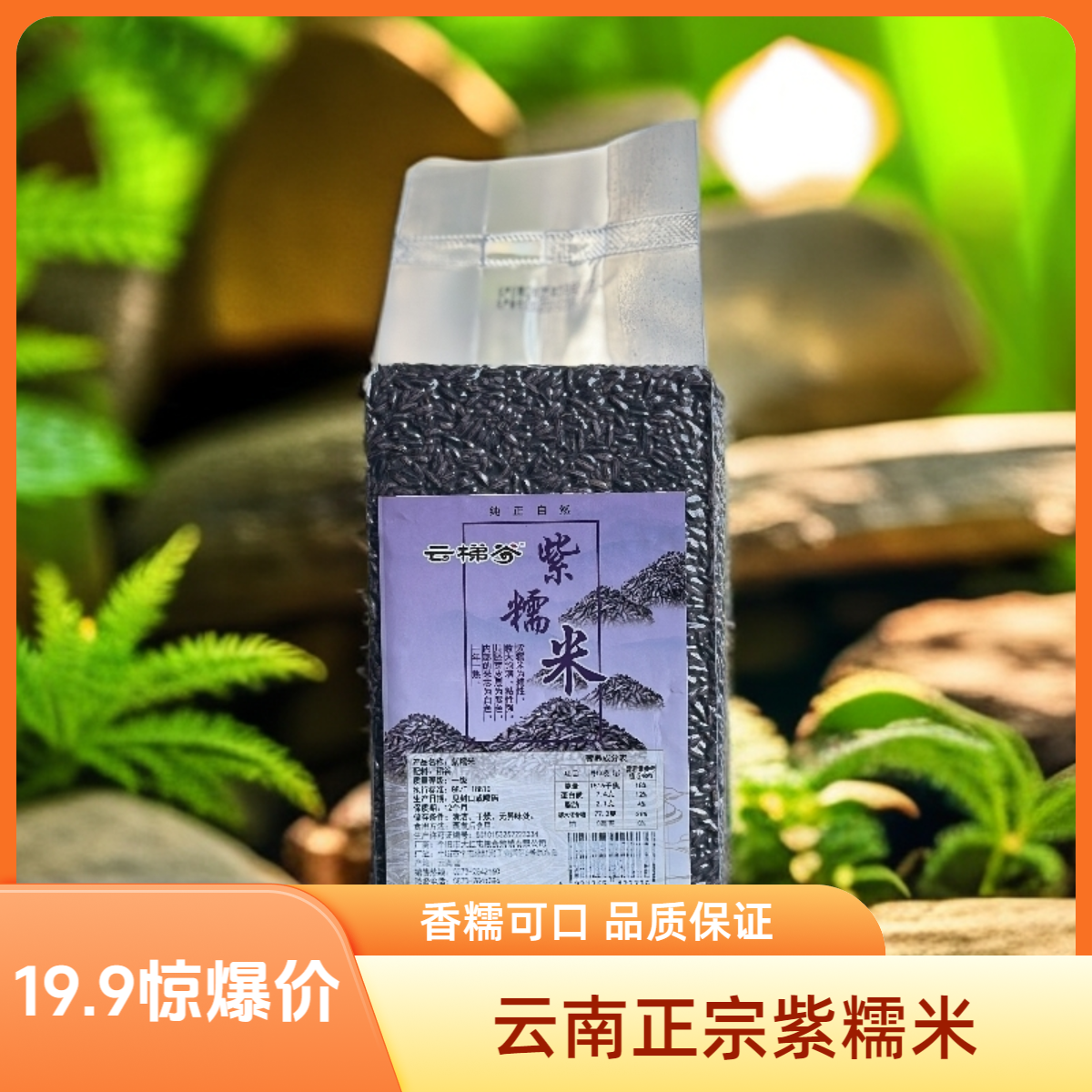 大红屯 云梯谷 云南正宗紫糯米2斤装 五谷杂粮可煮粥饭团紫米露
