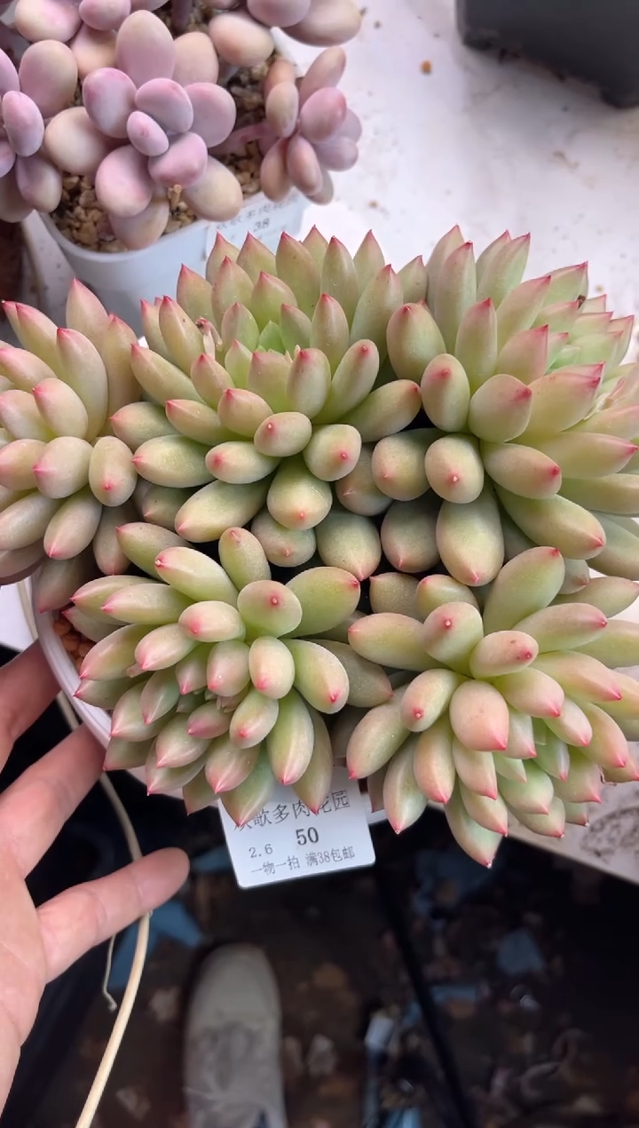 【闪购商品】2.6-50岩字