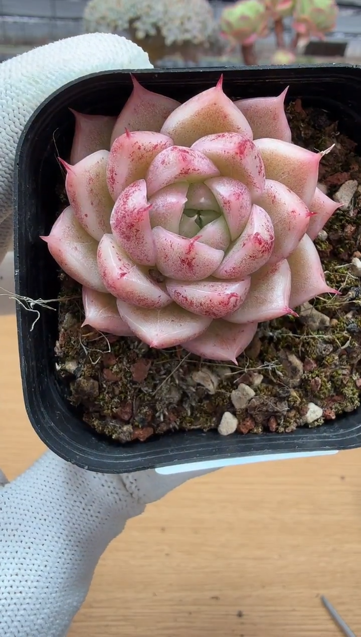 东云多肉园二店-191