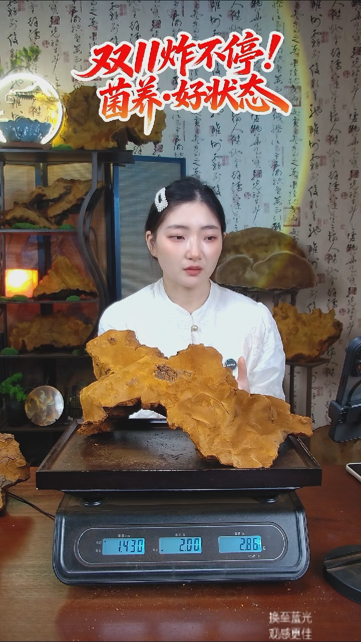 松针层孔菌中国大陆【藏区 野生】松树桑黄（2.86斤）40-50年份