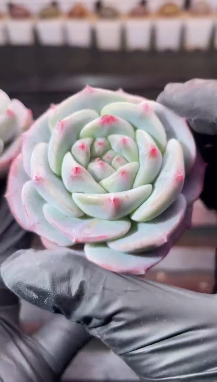 13-97冰淇淋胖子4-5厘米量拍发一颗