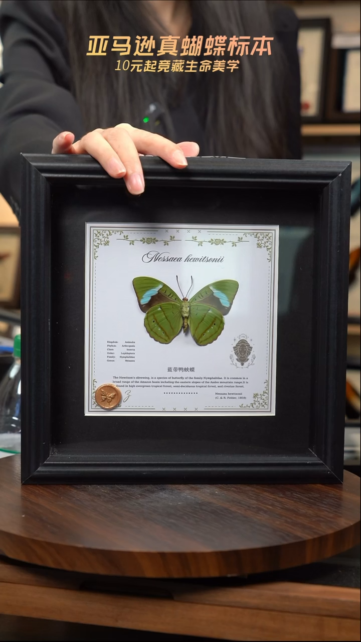 蓝带鸭蛱蝶反面处女座 