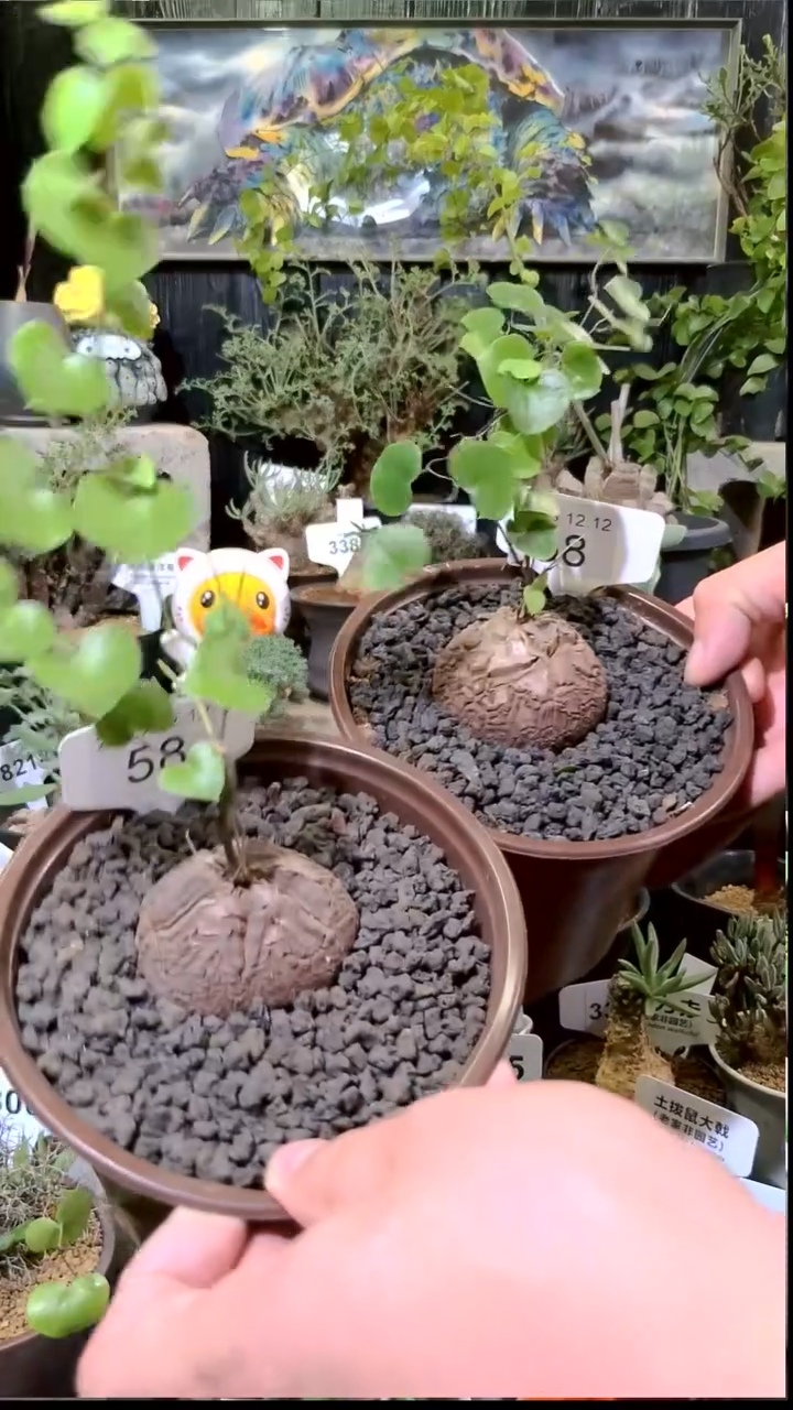 58号1212福利南非龟甲龙买一送一