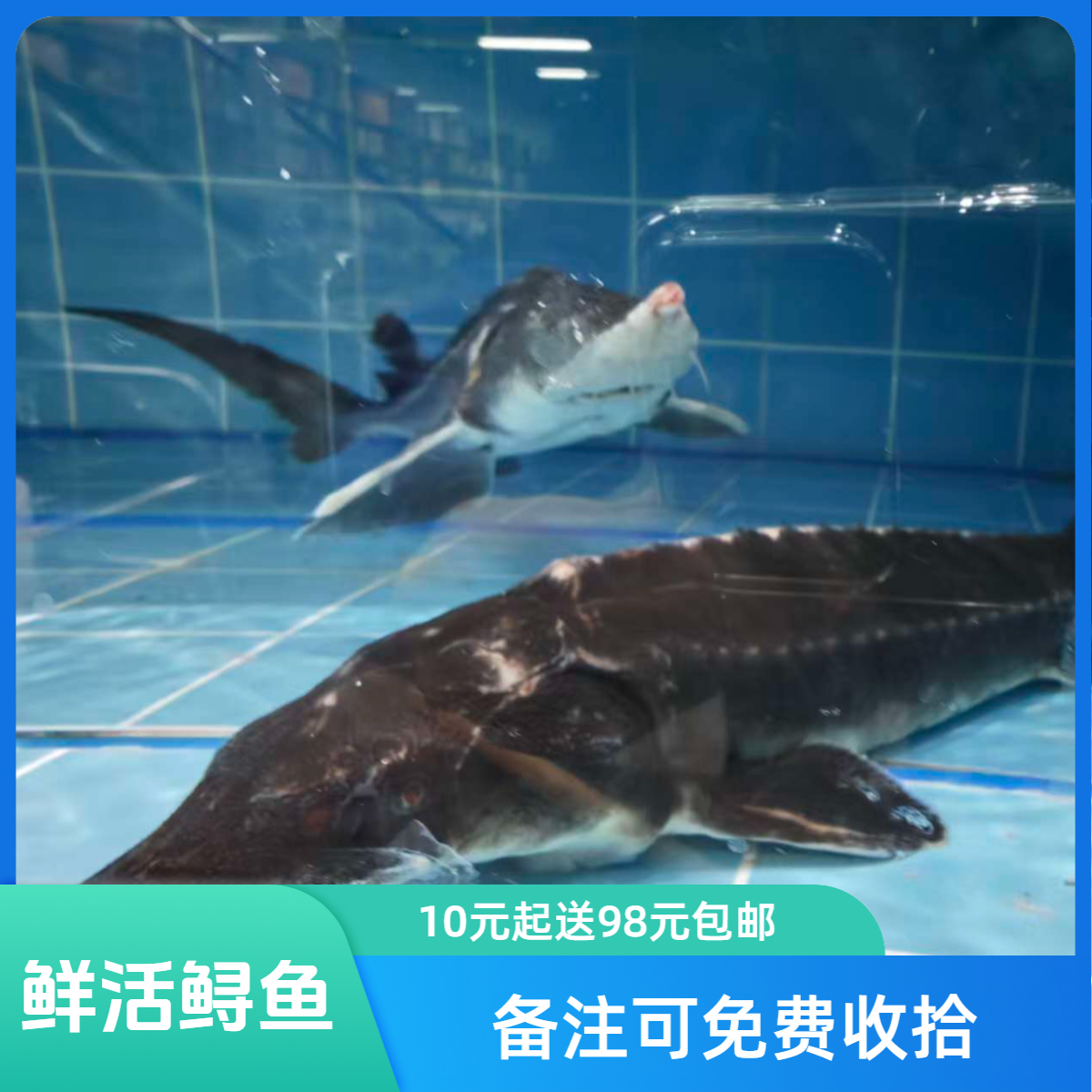 鲜活鲟鱼【老笨海鲜】【1.8斤左右/条】备注可免费收拾！！！