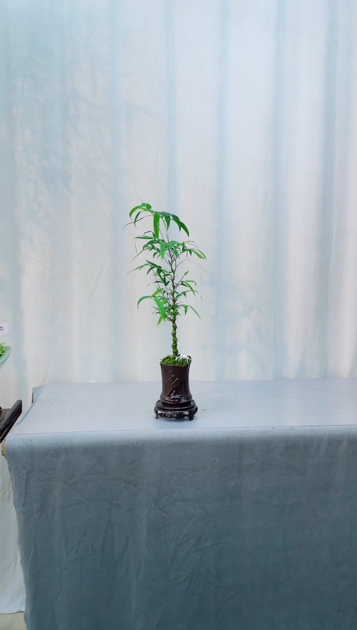 无花朵室内观赏竹盆景