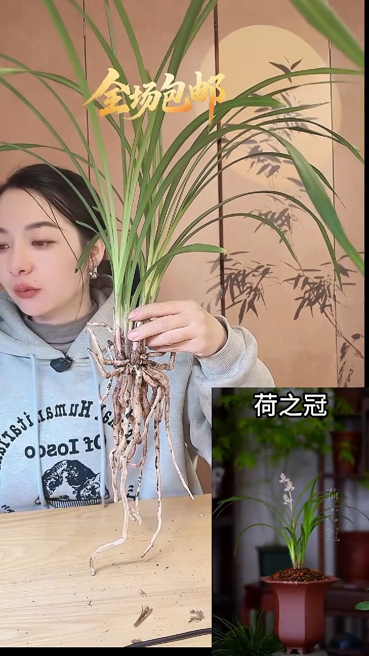 当前无花栽培后可以开花：荷之冠