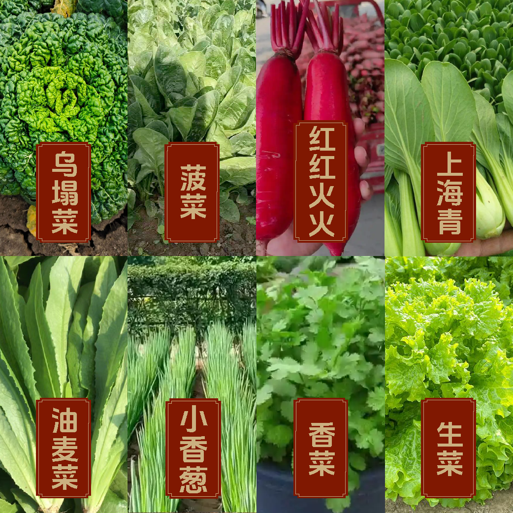 【秋季蔬菜种子套餐香菜一】秋季蔬菜种子阳台盆栽南瓜种植