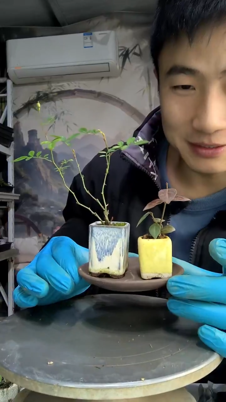 陈**呀中青园艺一物一拍27