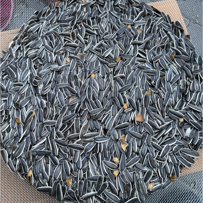 新货生葵花子原味瓜子新鲜生葵瓜子新鲜葵花籽批发2斤装/包邮