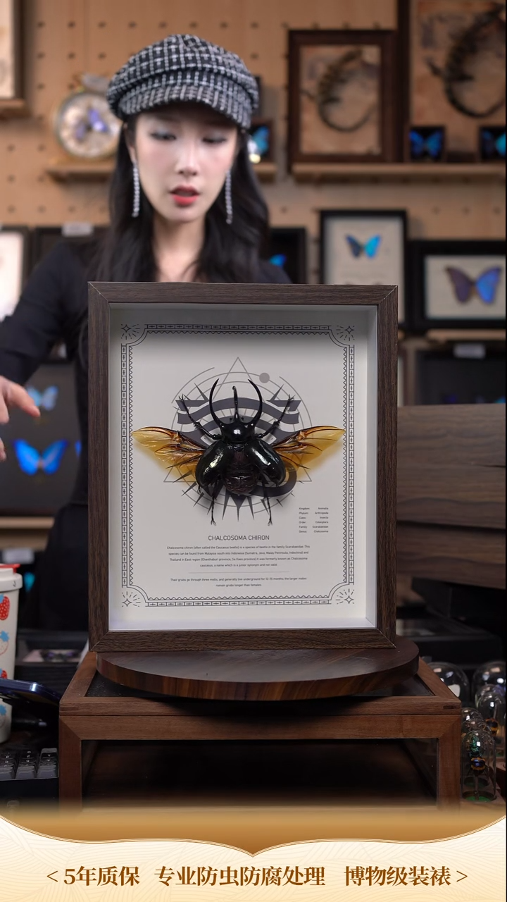 南洋大兜ccb标本摆件d944