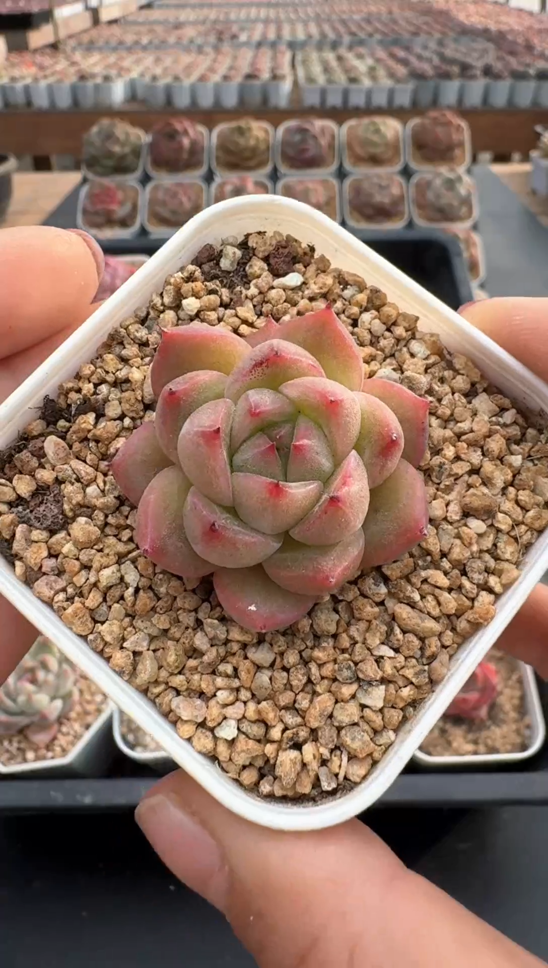 【闪购商品】846E号一物一拍多肉花卉植物3颗起发