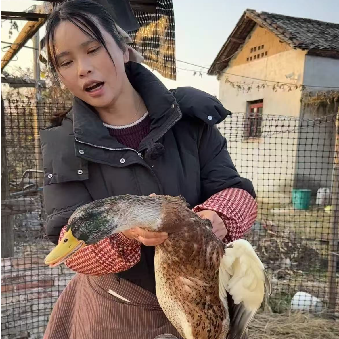 二花农场现杀土鸭正宗农村散养土鸭子