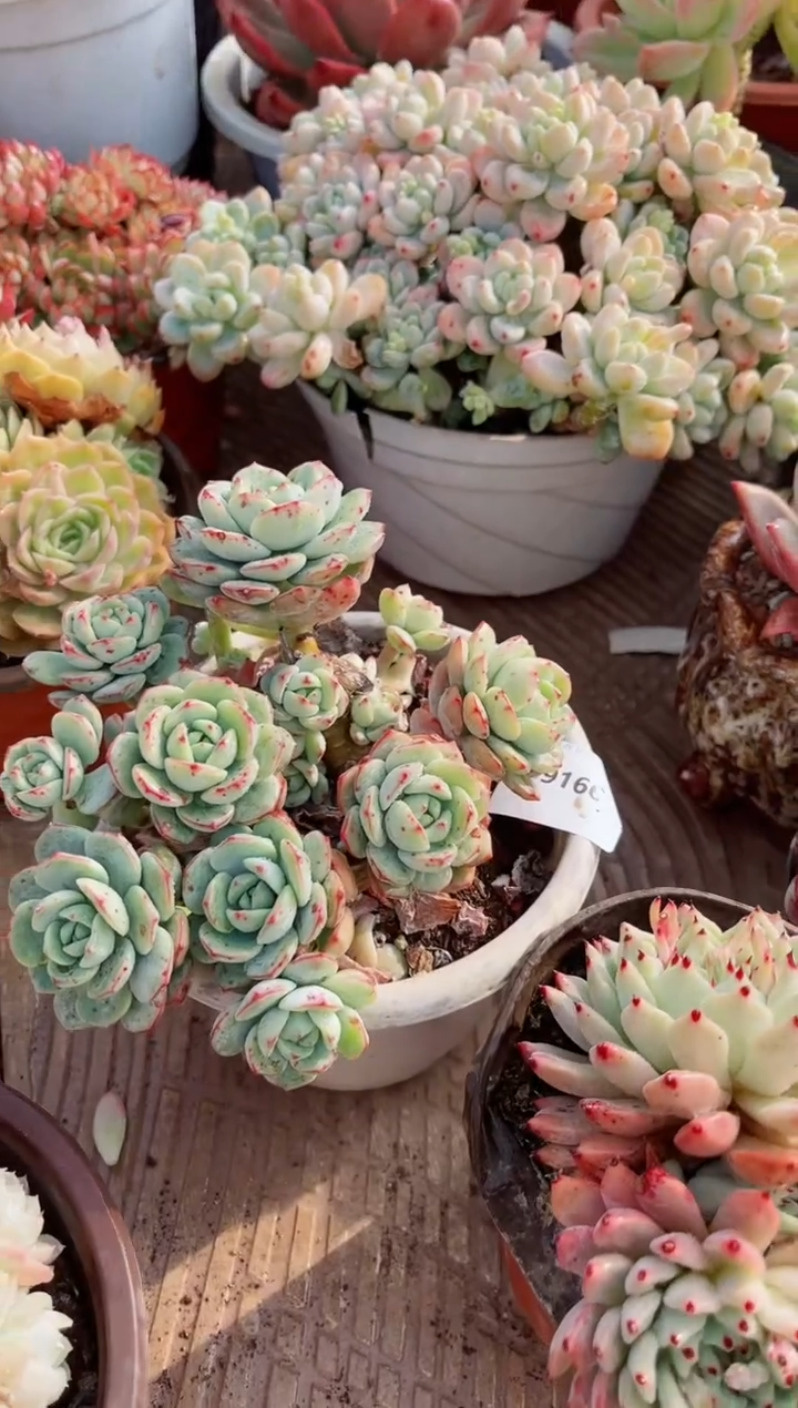 【闪购商品】09166