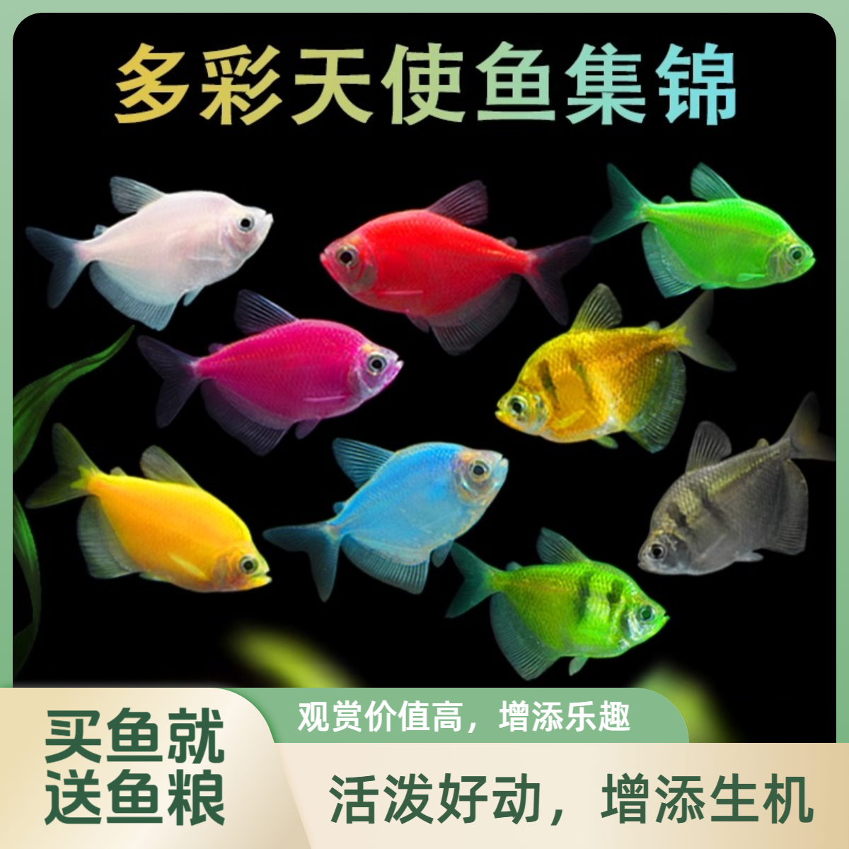 糖果七彩天使鱼观赏鱼活鱼群游活体斑马孔雀热带鱼小型鱼淡水好养