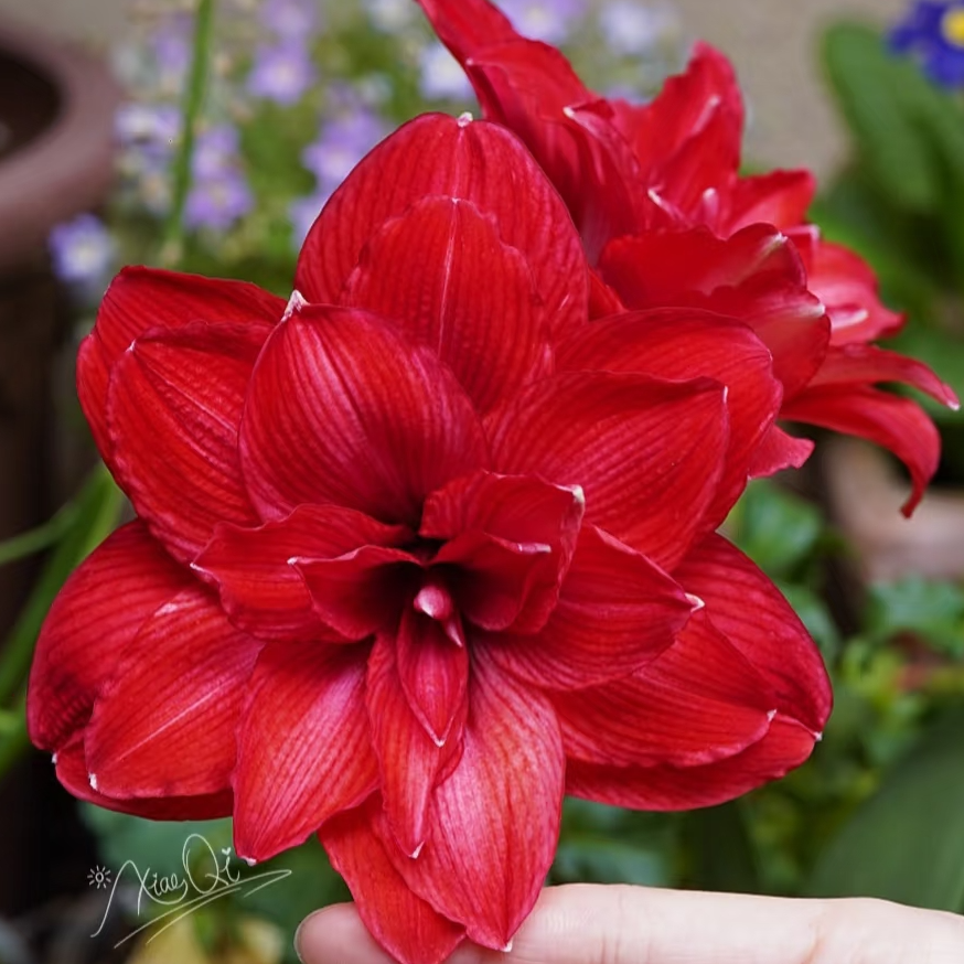 猫姐福利《蒂卡帝国/蒂卡君主》瓣化好，夏花比春花美貌！超爱生侧球