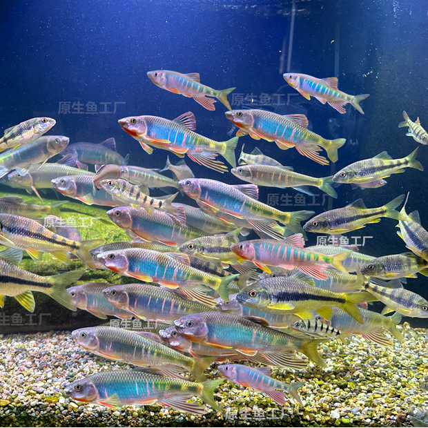 溪流缸冷水观赏鱼混养长鳍鱲宽鳍鱲类高屏鱲鳑鲏马口溪石斑群游鱼