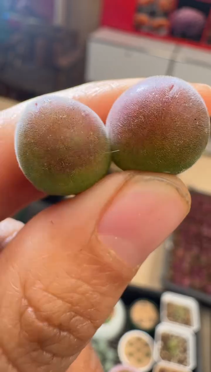 【闪购商品】31-29宝辉一颗