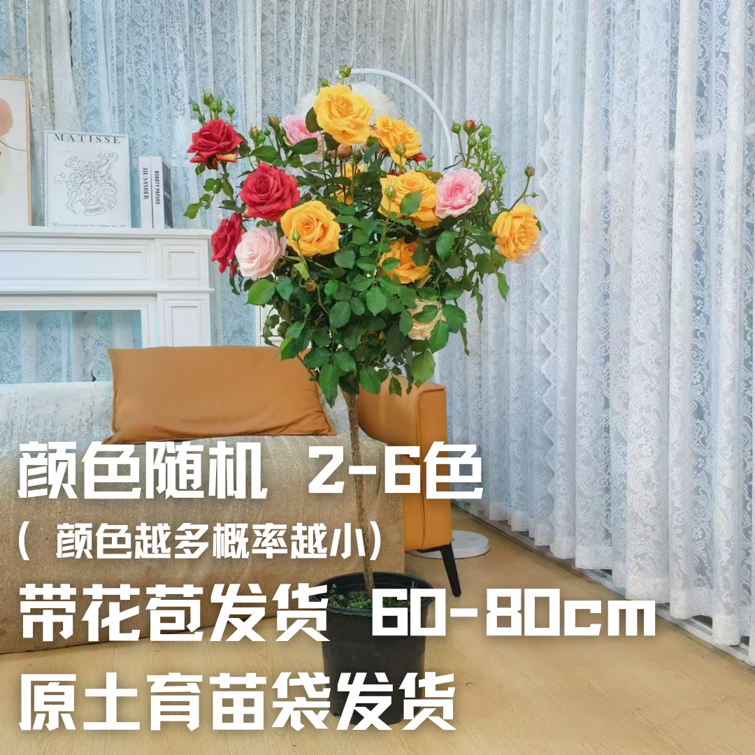 棒棒糖月季60-80cm  【带花苞原土发货】【颜色随机 不挑品种】