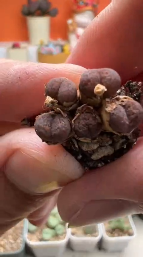 15好看的多肉冲冲冲