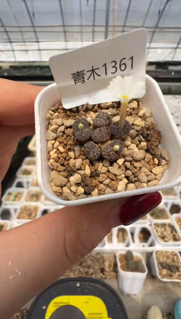 1361.。。。。。。。。。。。。