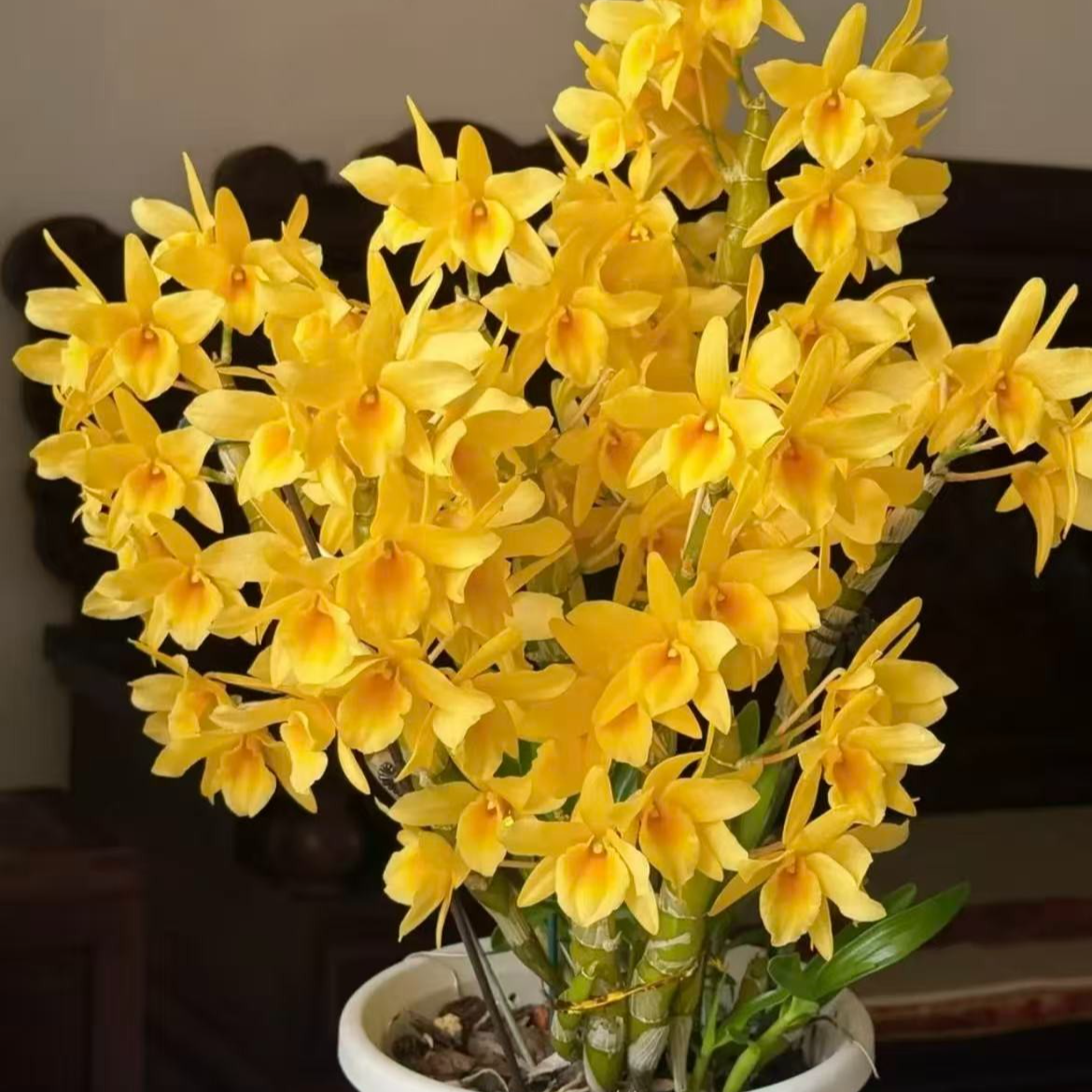 （0度以下拍保温棉）高品质浓香金太阳春石斛盆栽好看好养 花期长 