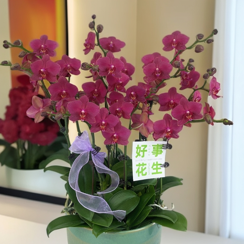02【红颜】精美复古红蝴蝶兰花卉