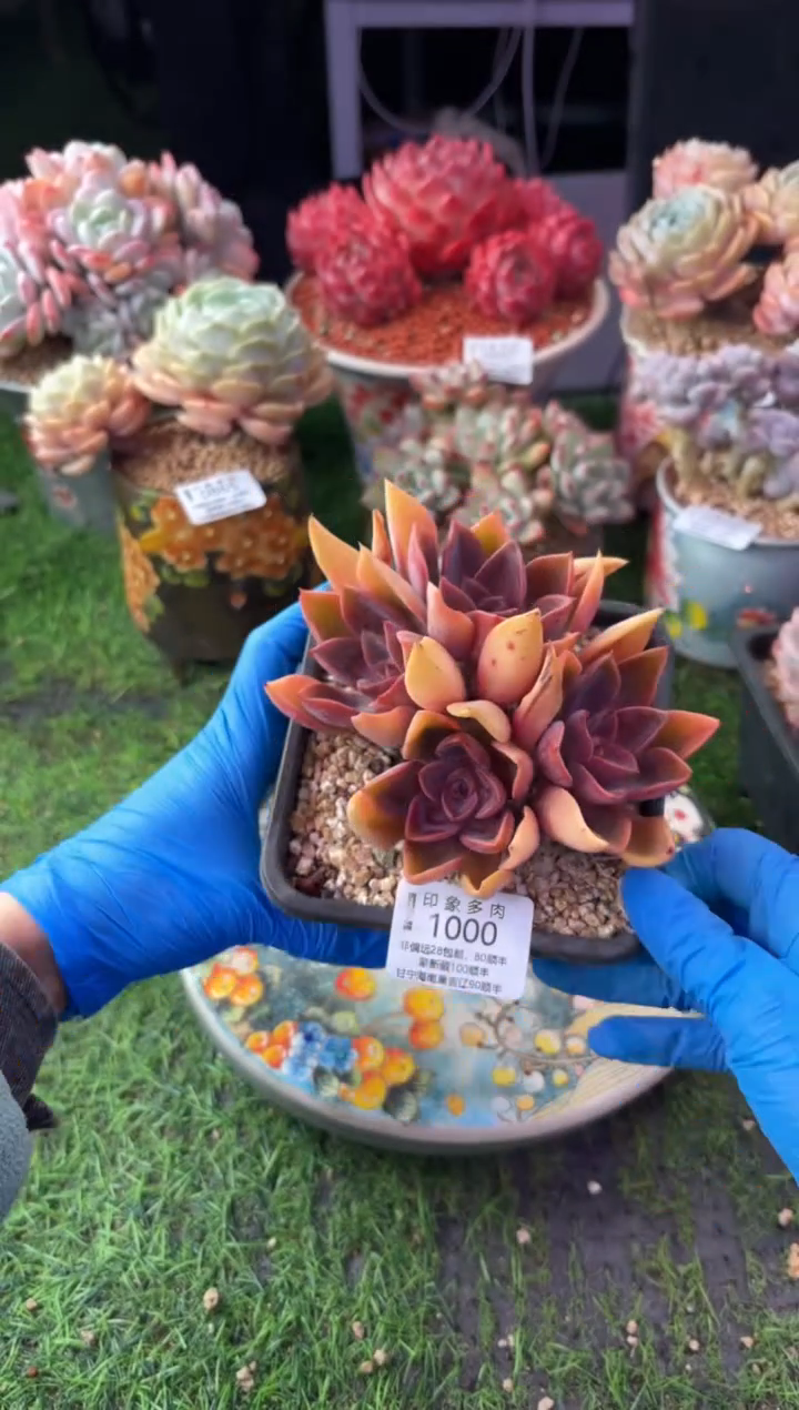 昆明印象多肉1000
