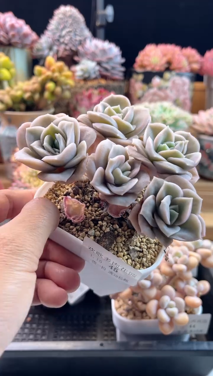 【闪购商品】1.15-45可爱玫瑰