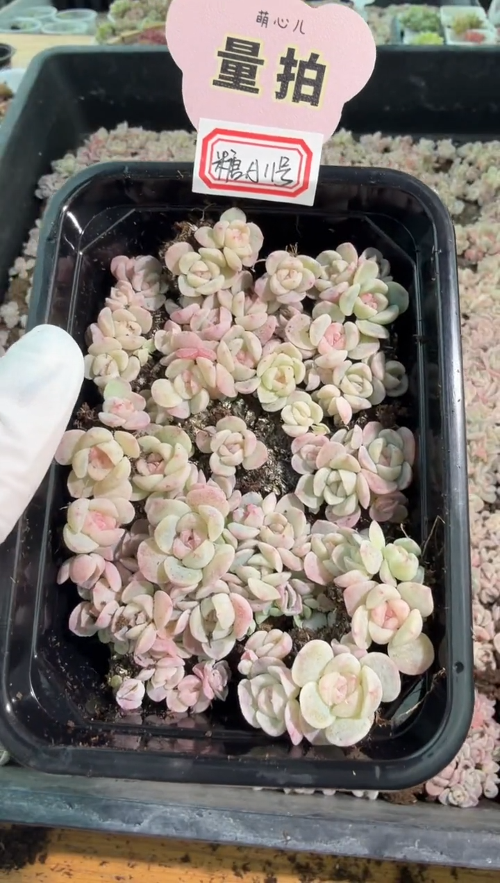 糖A11号切糕1盒 量拍多肉植物