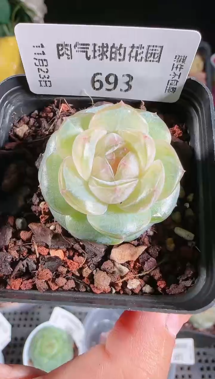 1123-693若画群生不包整