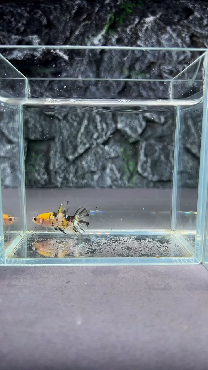 斗鱼竞拍链接A015