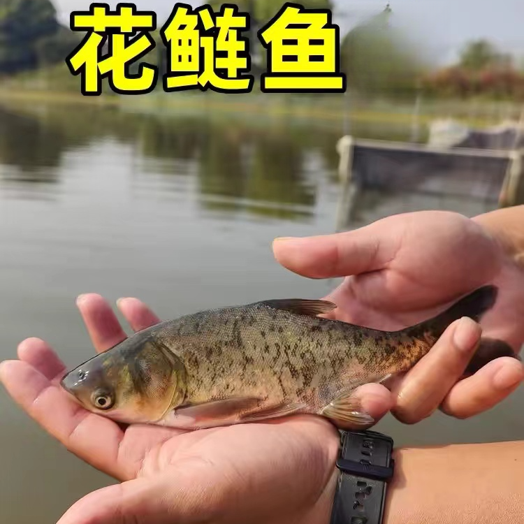 大头鱼淡水养殖食用鲢鳙鱼半斤胖头鱼白鲢雄鱼鳊鱼花鲢鱼宠物观赏