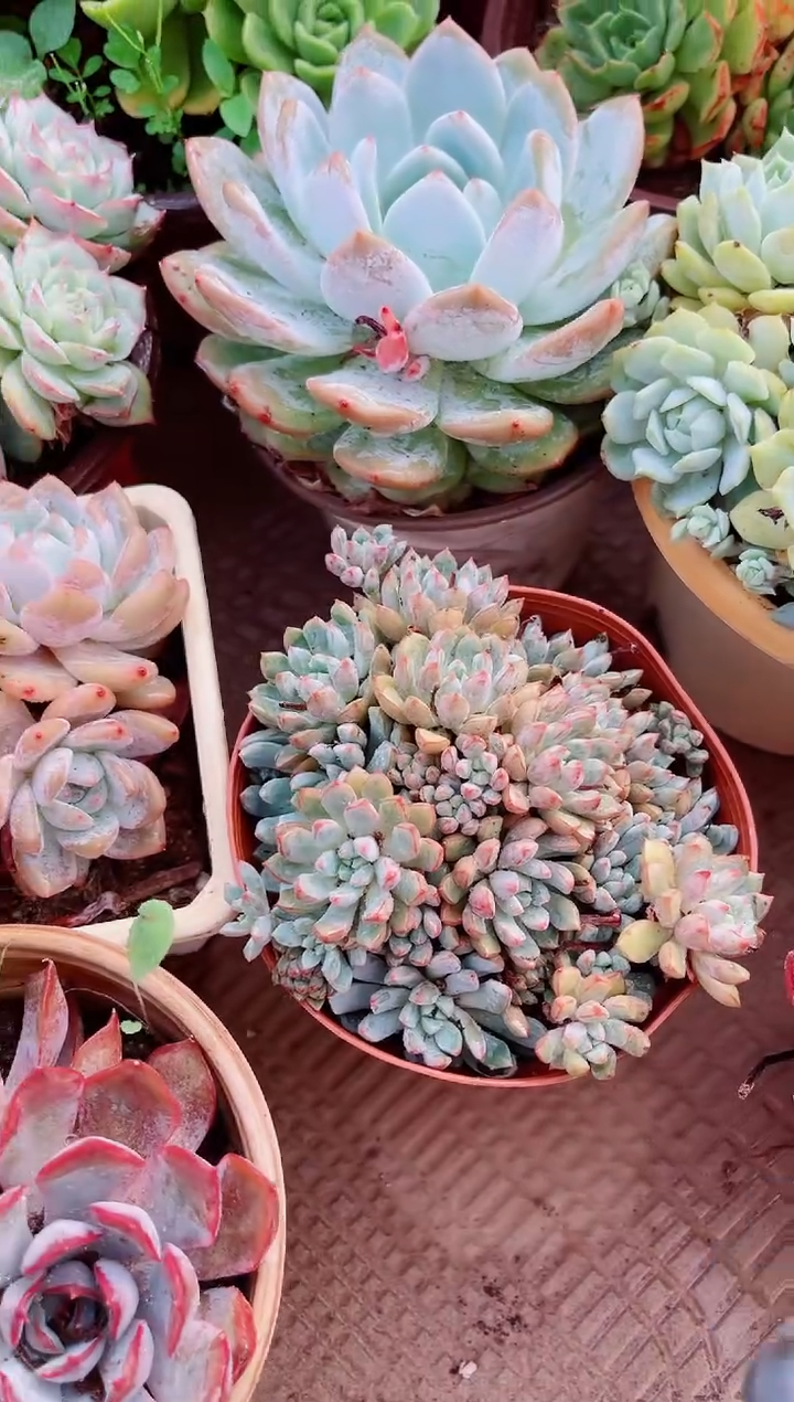 星*多肉植物一物一拍29189