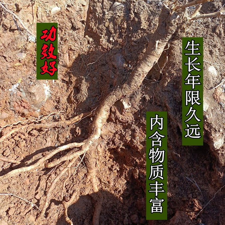 甘肃高原种植多年生野黄芪500克包邮