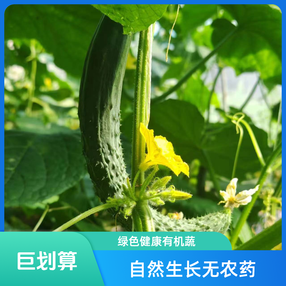 密云本地老味儿生态黄瓜  清脆爽口  现摘现发新鲜黄瓜同城送老味儿长黄瓜