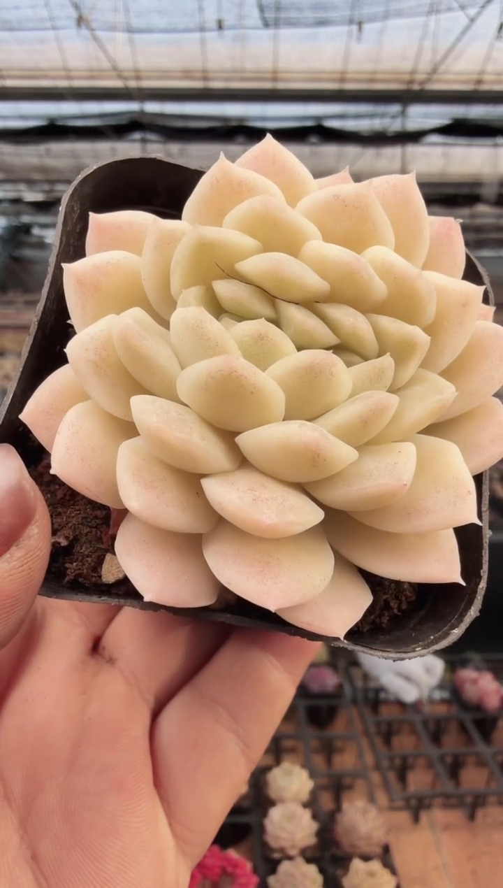 东云多肉园新款-330