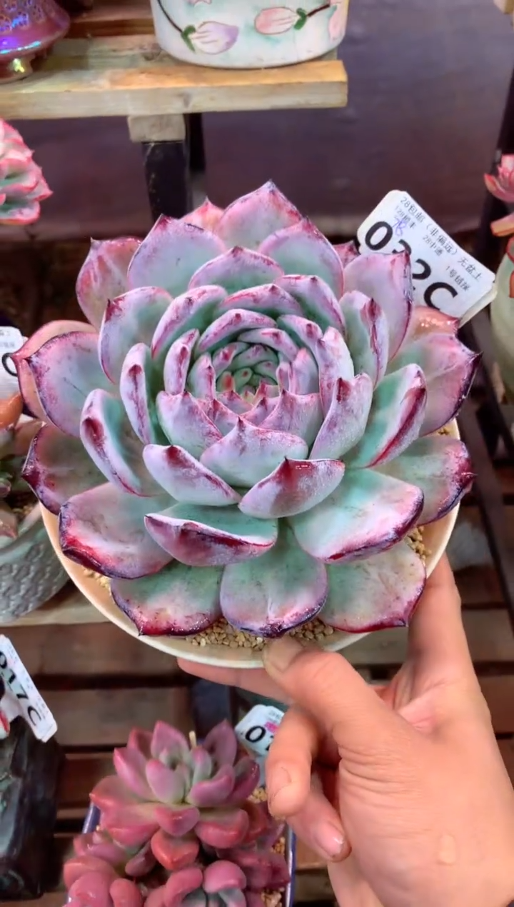 032C（一物一拍，精品多肉，w所见即所得 ）