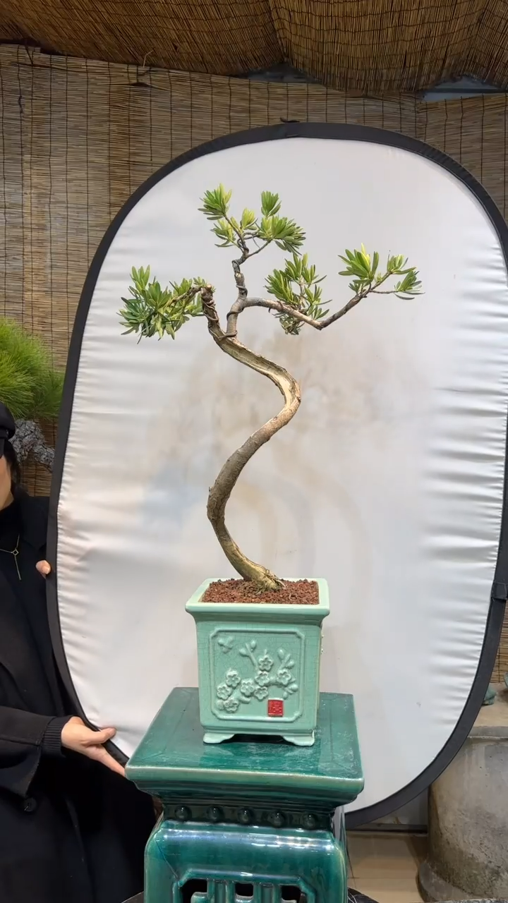 【闪购商品】菊花芯罗汉松