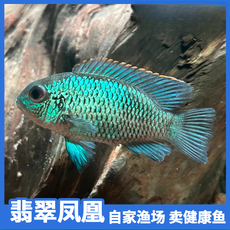 翡翠凤凰湛蓝宝石慈鲷淡水中型热带观赏鱼耐活好养自来水活体鱼苗