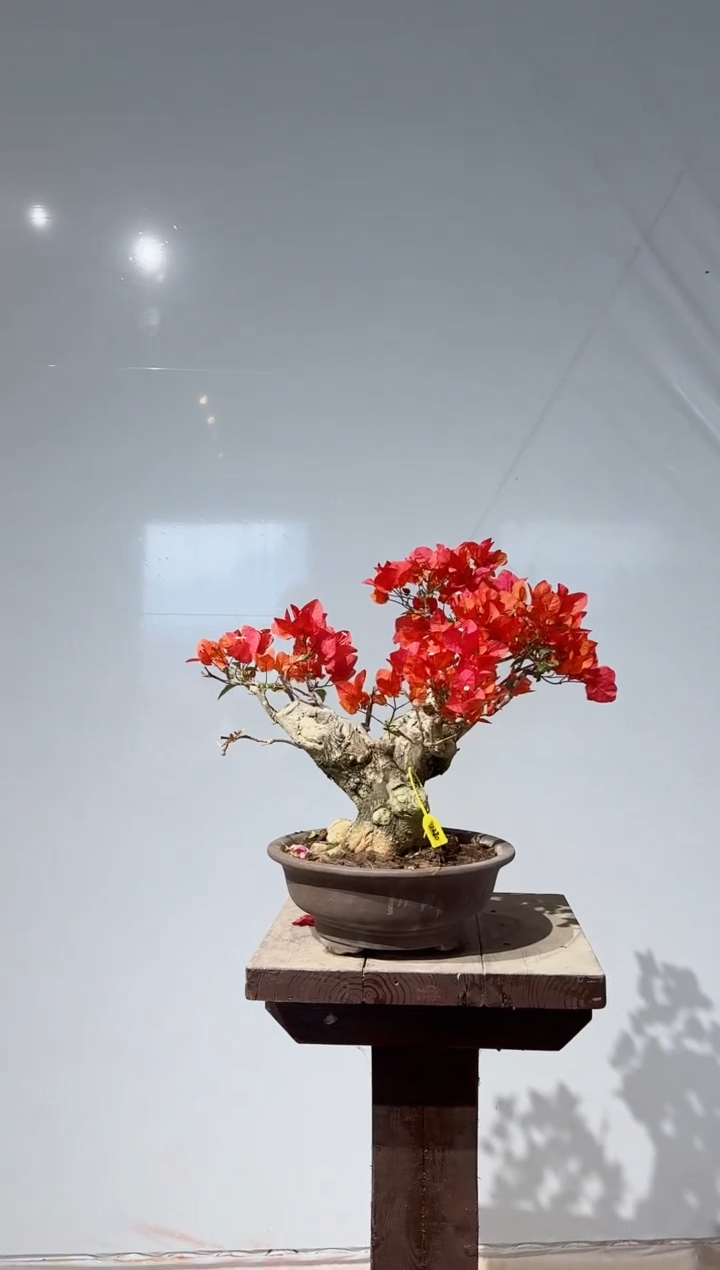 【闪购商品】盆景同安红