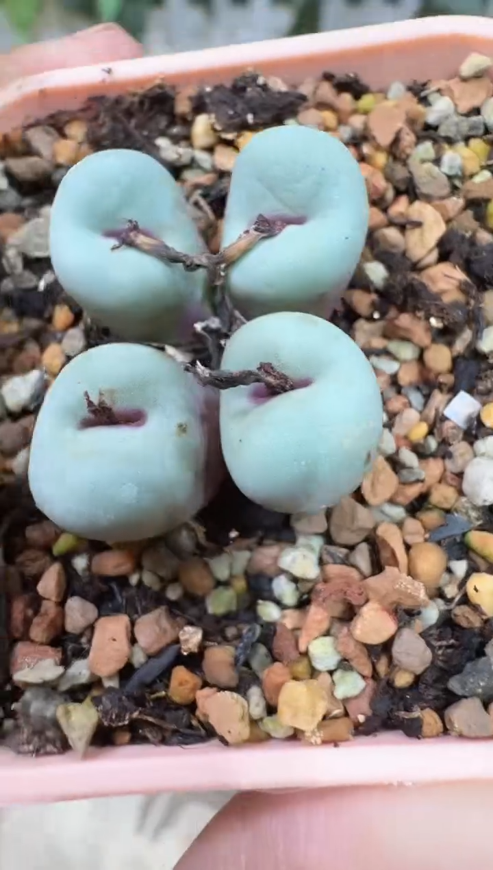 匹*曹28-382多肉植物肉锥TS427