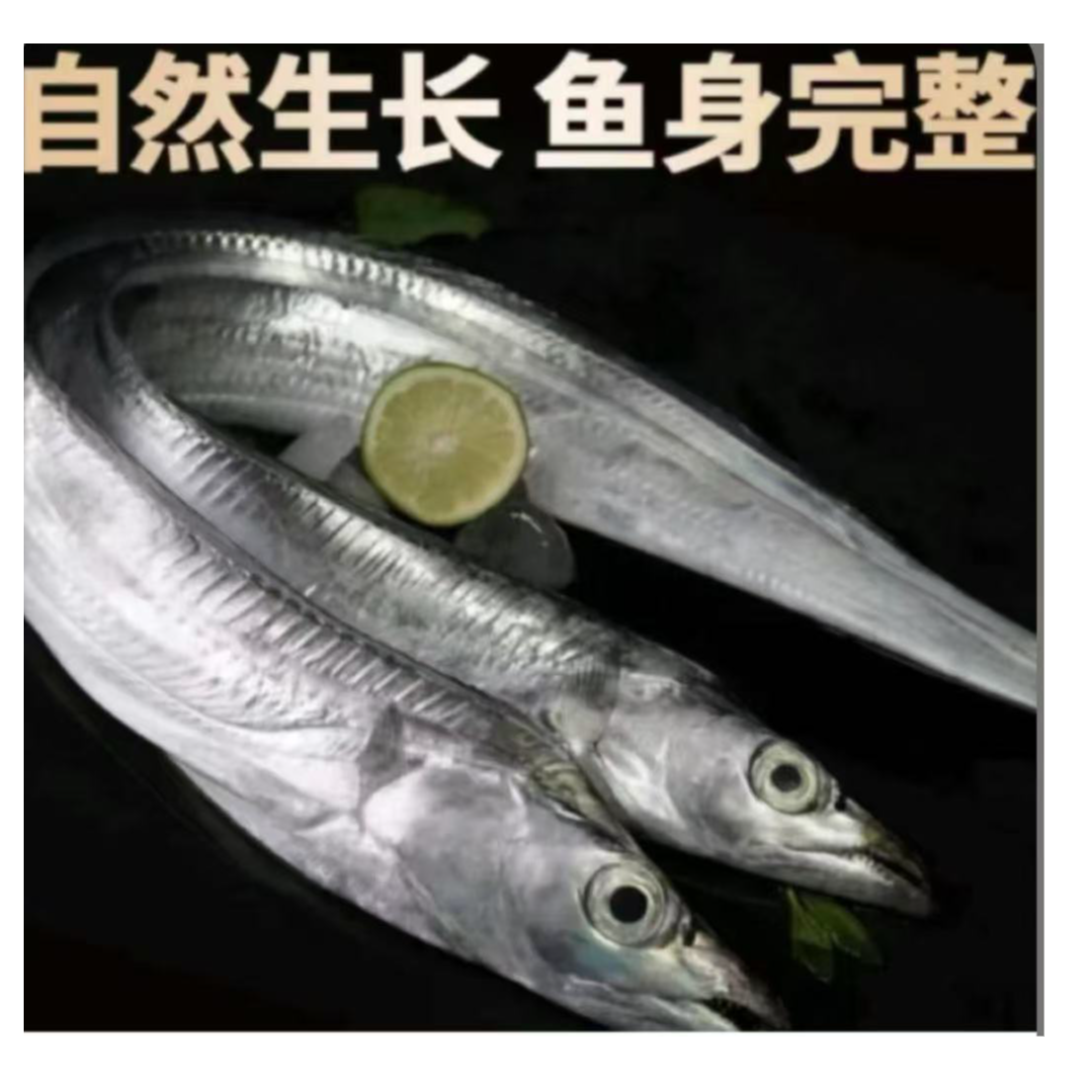连云港发货   整条带鱼新鲜速冻锁鲜【200g-300g/条】到手8条
