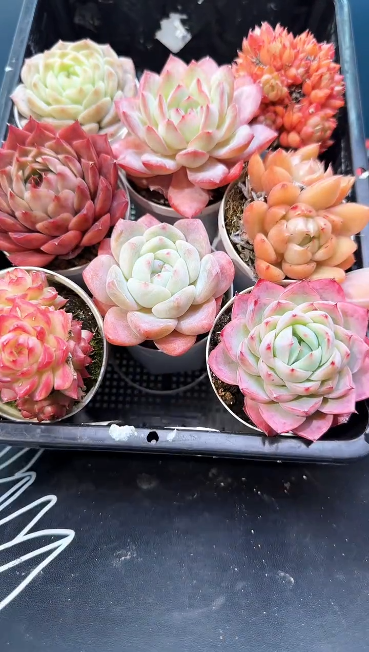 3  595  多肉8   颗