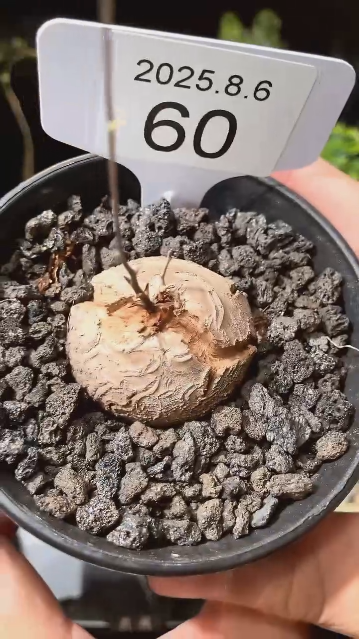 60号806甄选南非龟甲龙单颗