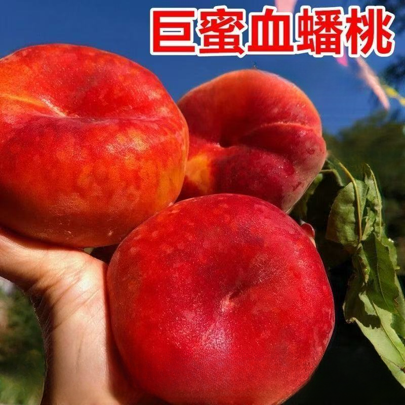 特大血蟠桃树苗正宗嫁接新品蟠桃早熟南北方种植盆栽地栽当年结果