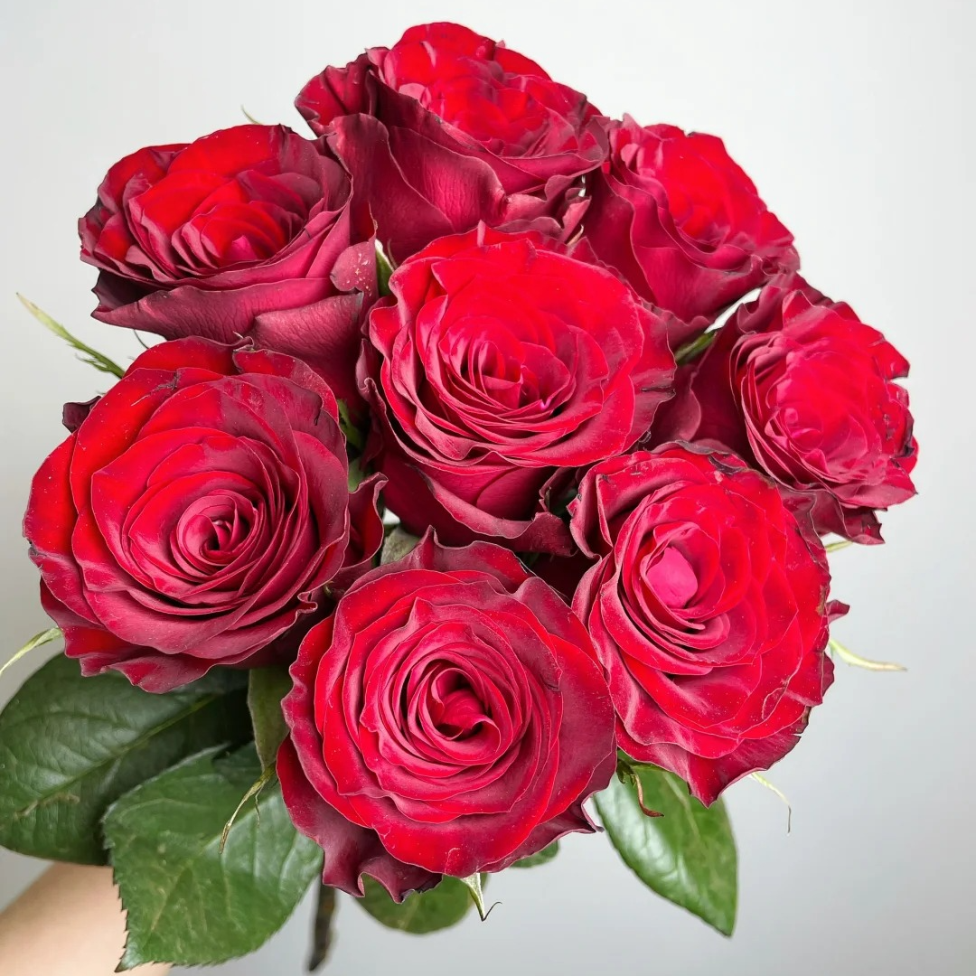 《高原红》雪姐专属  一单中通两单升级顺丰/德邦+保鲜剂5包+配草